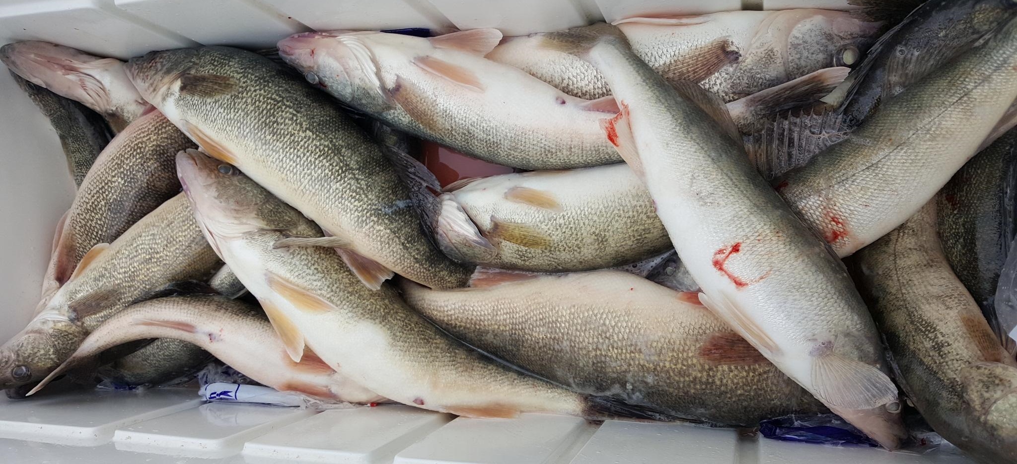 Walleye limit Port Clinton fishing charters