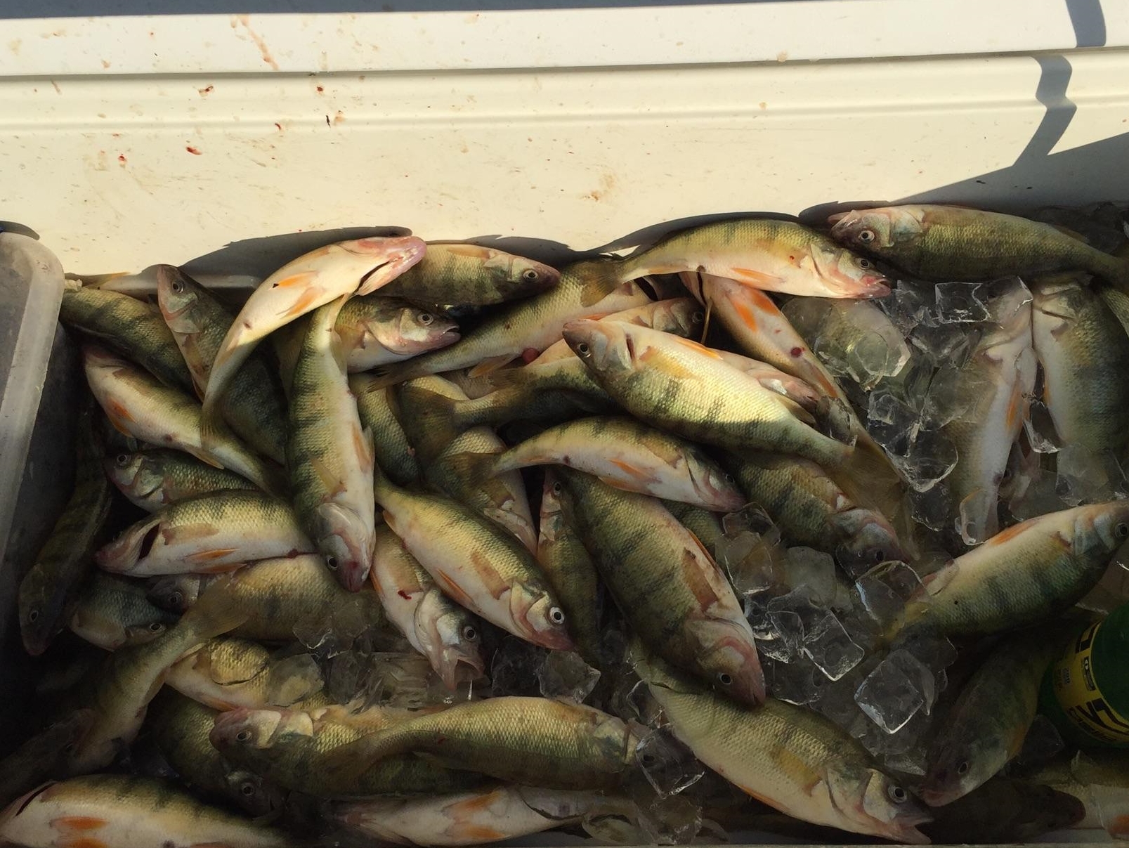 Lake Erie Charter Fishing Walleye Charter Boats Port Clinton