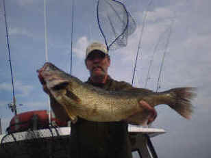 Monster Lake Erie walleye caught on Coe Vanna charters