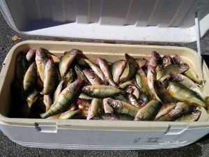  Lake Erie yellow perch fishing from Port Clinton, OH