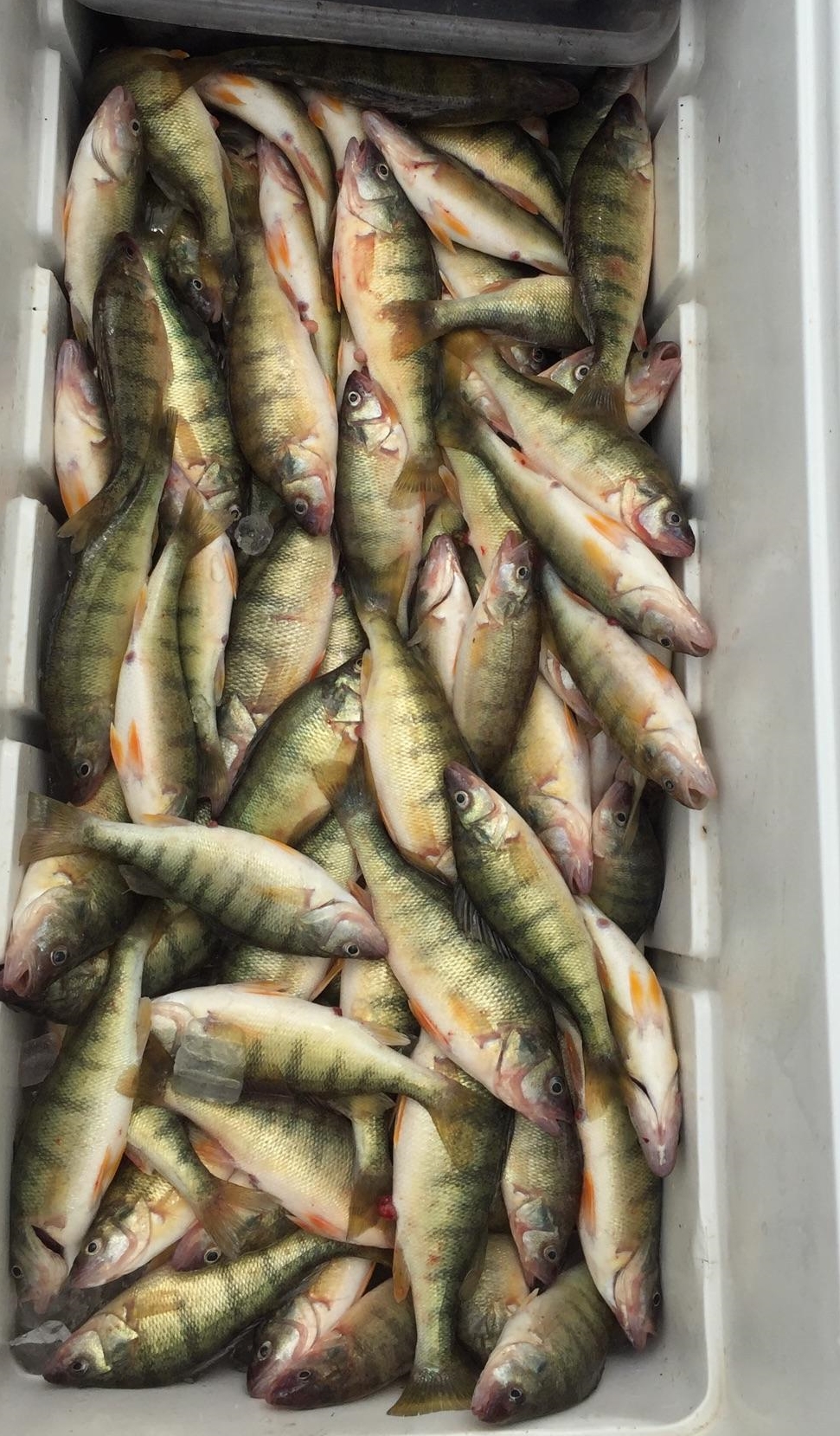 Lake Erie perch fishing, Port Clinton, OH