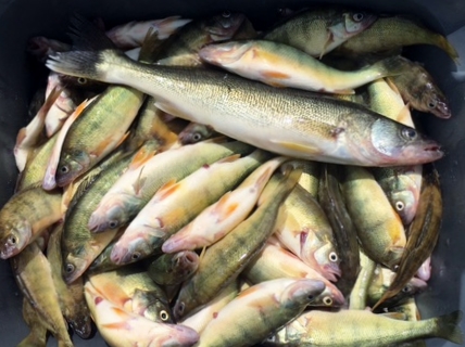 Lake Erie Perch fishng Port Clinton, OH