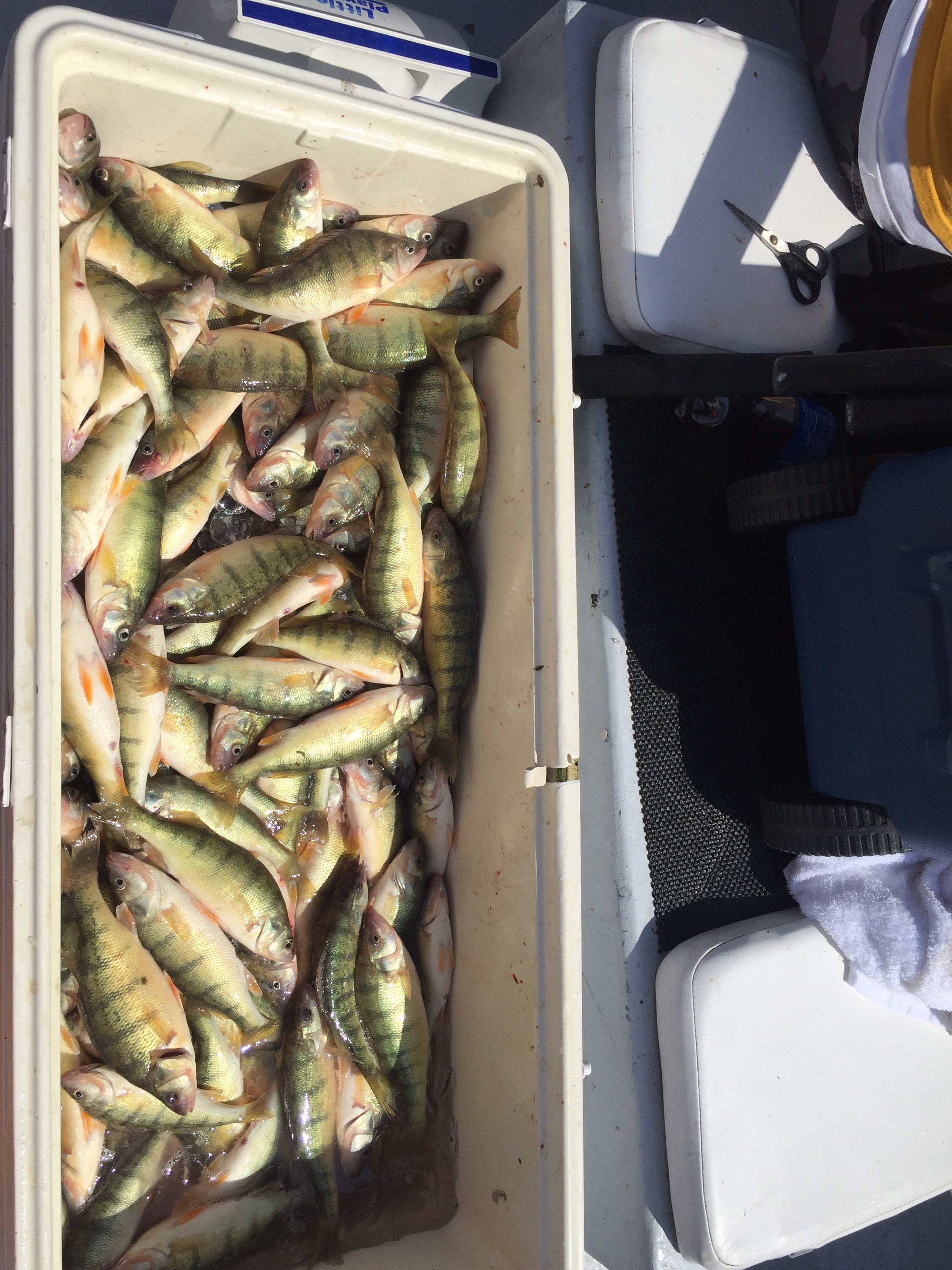 Lake Erie perch fishing Port Clinton