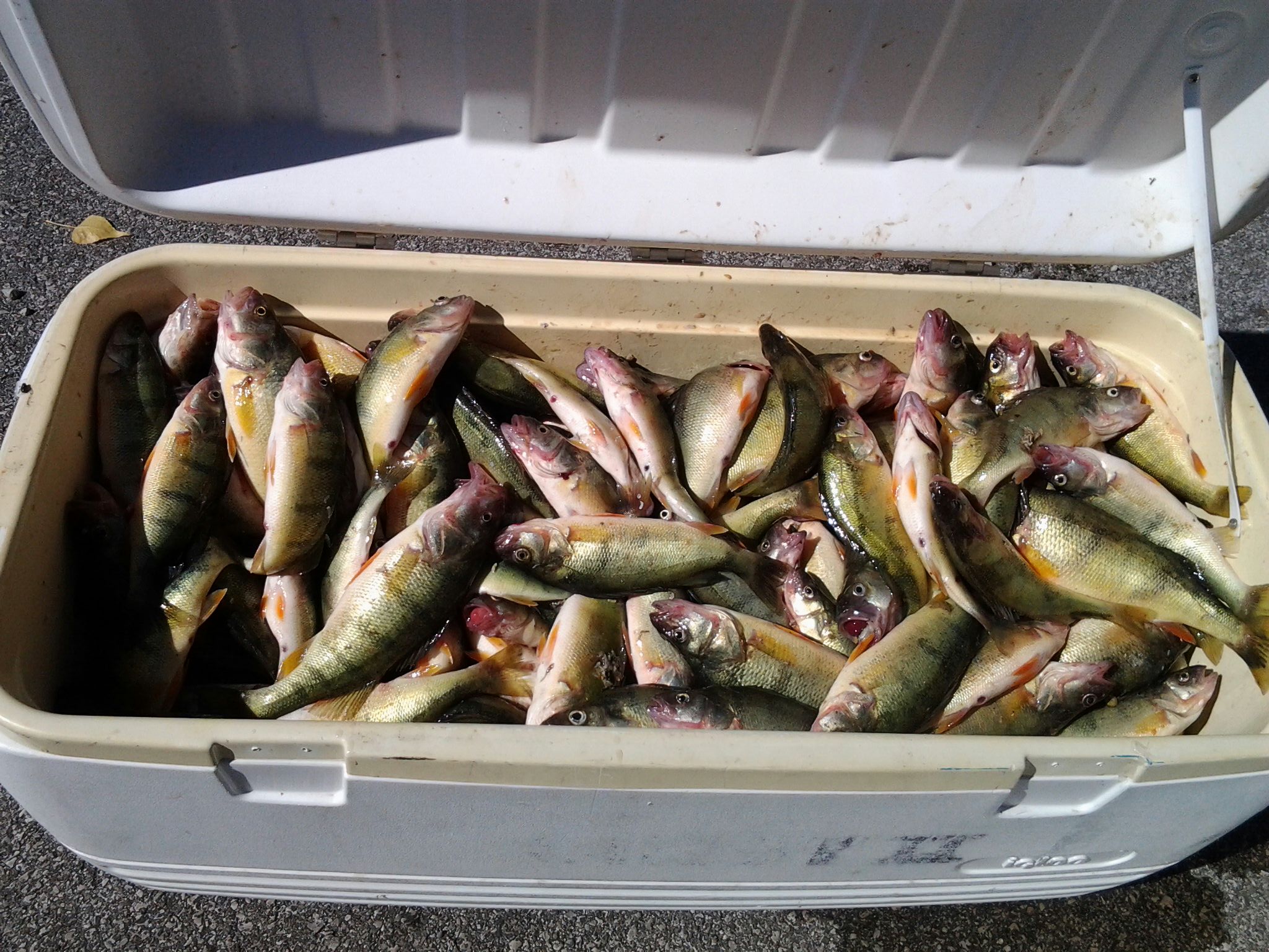 Lake Erie - Fishing Charters- Perch