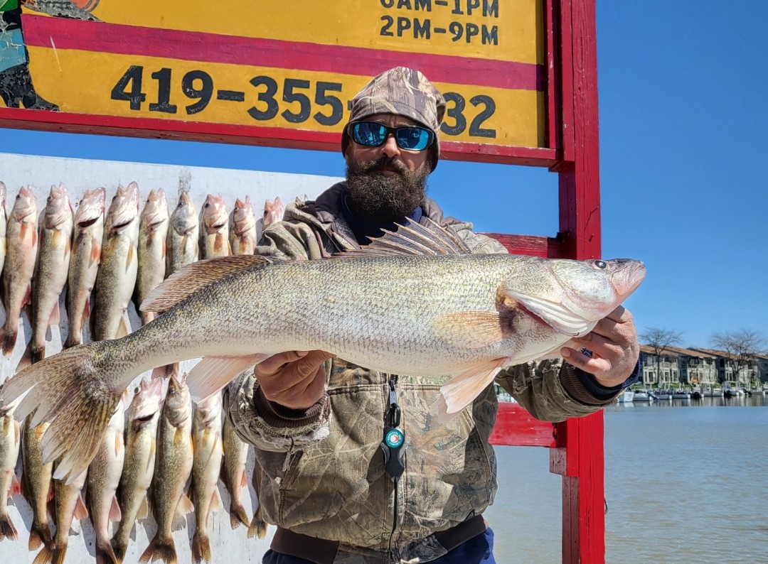 Walleye Fishing Charter Lake Erie