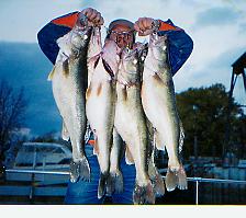 Large stringer of walleyes>
<br><br>

<img class=